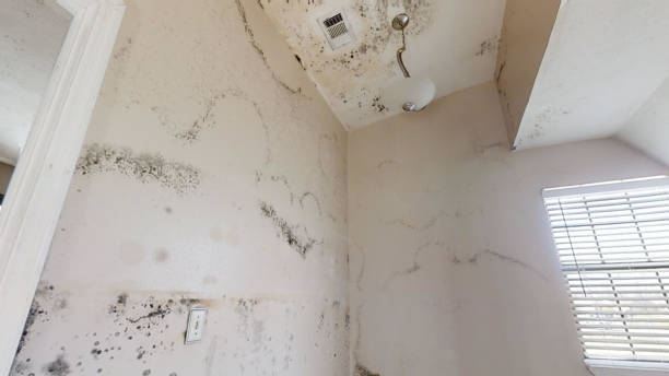 Best Black Mold Removal  in Kapaau, HI