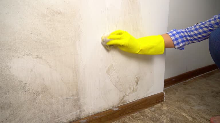 Best Comprehensive Air Testing for Mold Contaminants  in Kapaau, HI