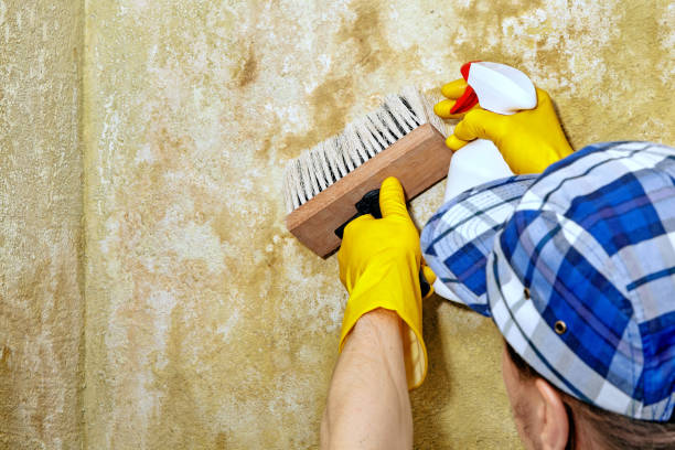 Best Real Estate Mold Inspection  in Kapaau, HI