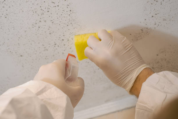 Best Mold Prevention Services  in Kapaau, HI