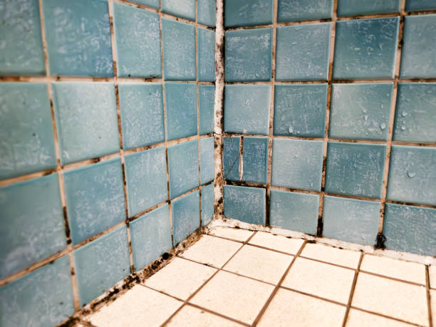 Best Mold Prevention Services  in Kapaau, HI