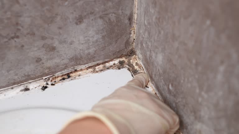 Best Mold Remediation for Healthcare Facilities  in Kapaau, HI